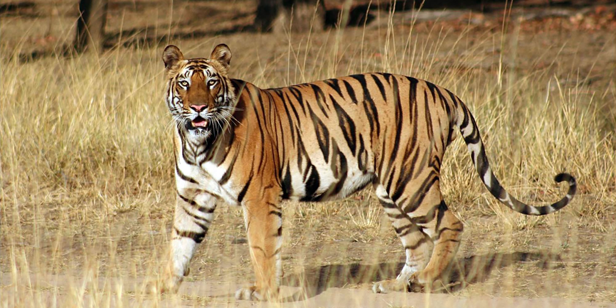 Indian Wildlife - Madhya Pradesh