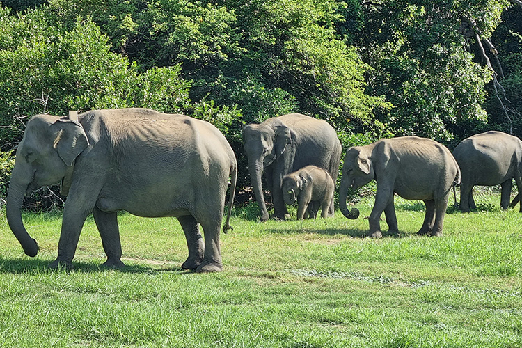 Sri Lanka